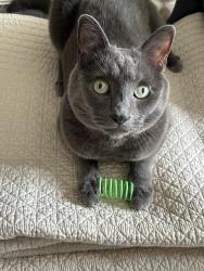 Lost Male Cat last seen Coblestone Trail and Station Road, Columbia Station, OH 44028
