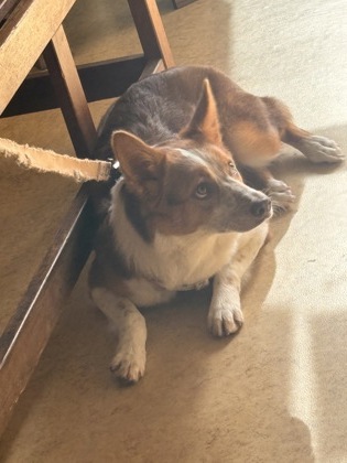 Shelter Stray Female Dog last seen DeSoto, TX 75115, Cedar Hill, TX 75104