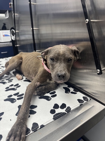 Shelter Stray Female Dog last seen Huger, SC 29450, North Charleston, SC 29406