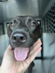 Shelter Stray Male Dog last seen Fort Worth, TX 76105, Fort Worth, TX 76119