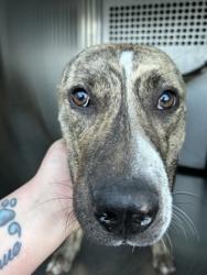 Shelter Stray Male Dog last seen Fort Worth, TX 76105, Fort Worth, TX 76119