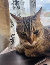 Lost Male Cat last seen Near N 1st Ave, Tucson, AZ 85719