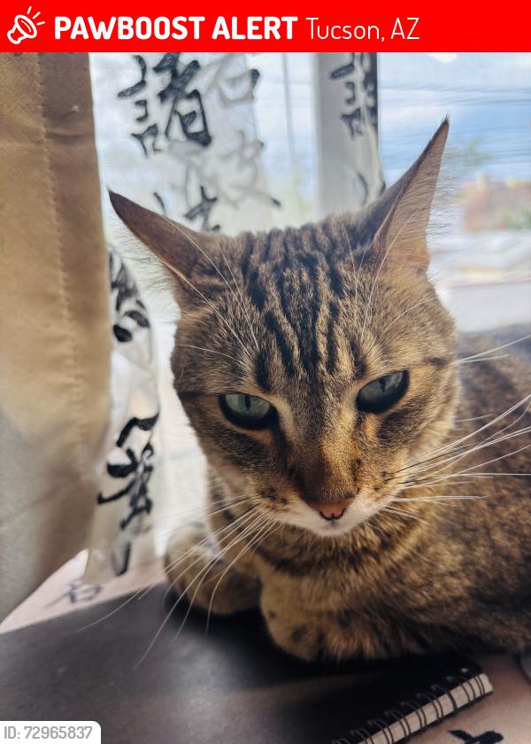 Lost Male Cat last seen Near N 1st Ave, Tucson, AZ 85719