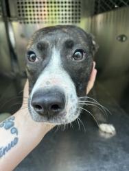 Shelter Stray Female Dog last seen Fort Worth, TX 76105, Fort Worth, TX 76119