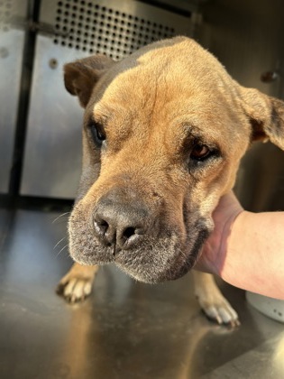 Shelter Stray Female Dog last seen Fort Worth, TX 76105, Fort Worth, TX 76119