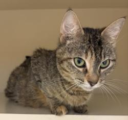Shelter Stray Female Cat last seen Near Autumn Crest Dr, 30083, GA, Atlanta, GA 30341