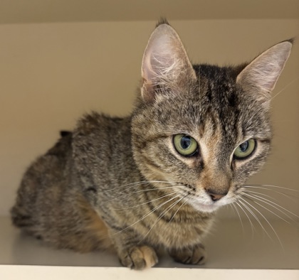 Shelter Stray Female Cat last seen Near Autumn Crest Dr, 30083, GA, Atlanta, GA 30341