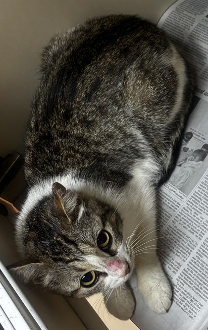 Shelter Stray Female Cat last seen Near Pequea Dr Lithonia, 30038, 30038, GA, Atlanta, GA 30341