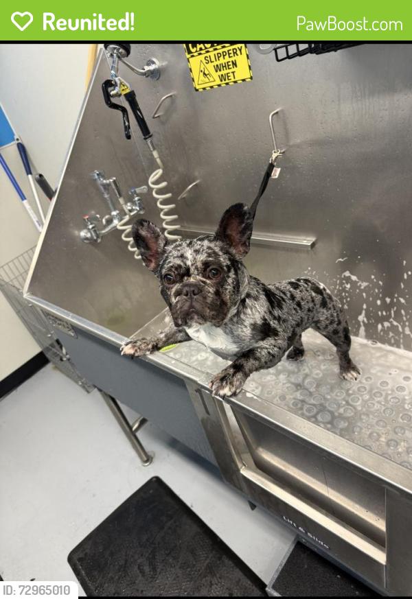 Reunited Female Dog last seen Ashley lane and Springfield way, Morada, CA 95212