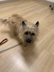 Lost Female Dog last seen 19th Ave NE between 115th and 117th, Seattle, WA 98125