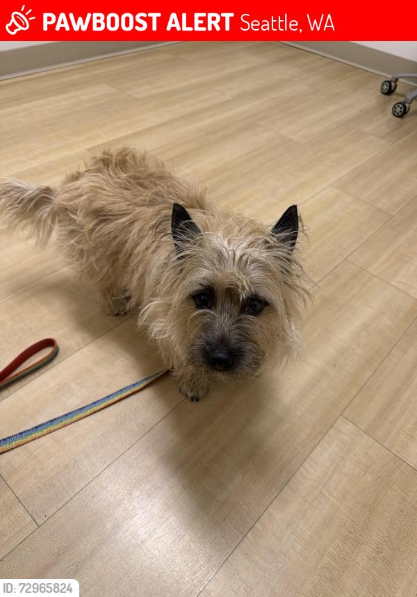 Lost Female Dog last seen 19th Ave NE between 115th and 117th, Seattle, WA 98125