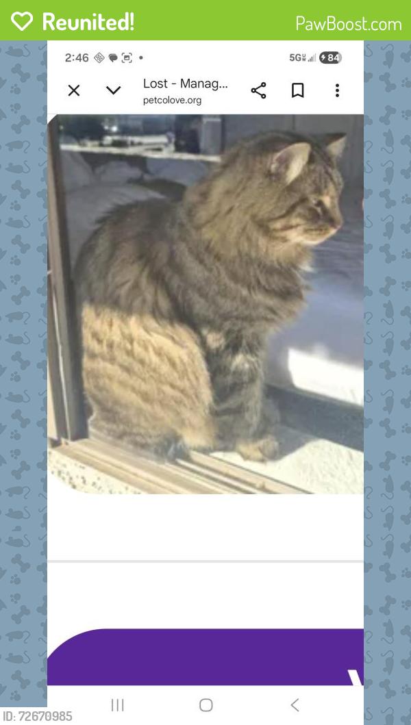 Reunited Male Cat last seen Elk and 99, Talent, OR 97540