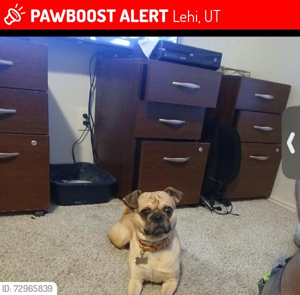 Lost Male Dog last seen Lehi Fairgrounds , Lehi, UT 84043