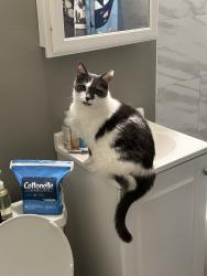 Lost Male Cat last seen Pierce and Spring St, Minneapolis, MN 55411