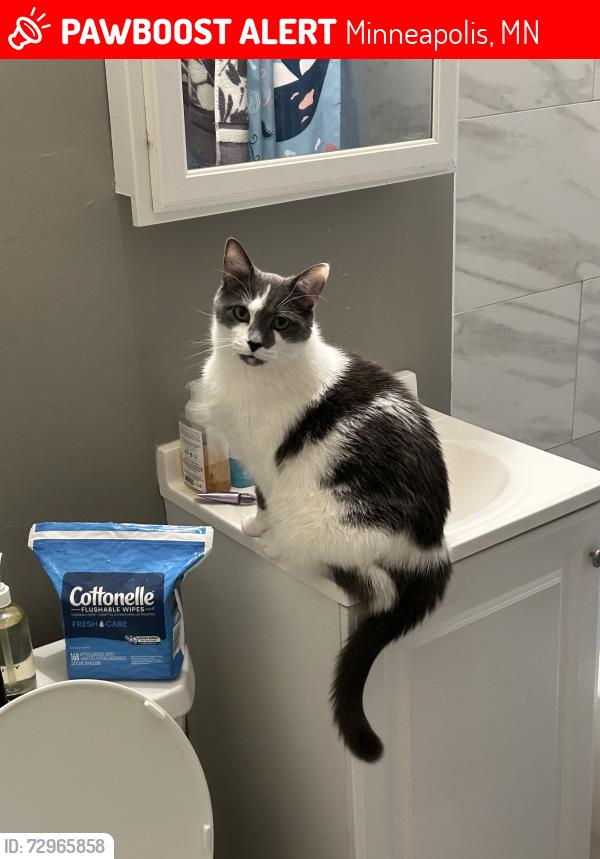 Lost Male Cat last seen Pierce and Spring St, Minneapolis, MN 55411