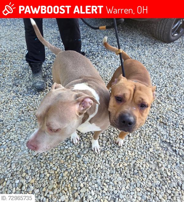 Lost Male Dog last seen Wallace , Warren, OH 44484
