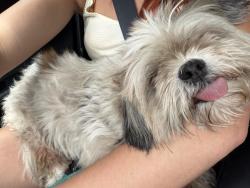 Reunited Male Dog last seen Fountain Lake Blvd & Fountain Lane, Leesburg, FL 34788