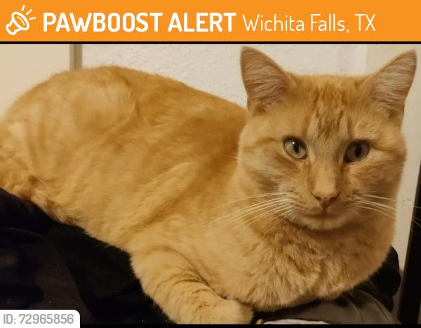 Found/Stray Male Cat last seen Speedway & Holliday , Wichita Falls, TX 76301