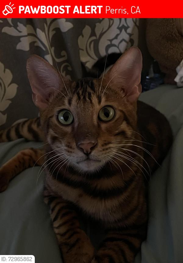 Lost Male Cat last seen Hammack Ave, Perris, CA 92570