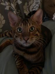 Lost Male Cat last seen Hammack Ave, Perris, CA 92570