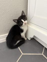 Found/Stray Female Cat last seen 26th St and Memphis, Lubbock, TX 79410