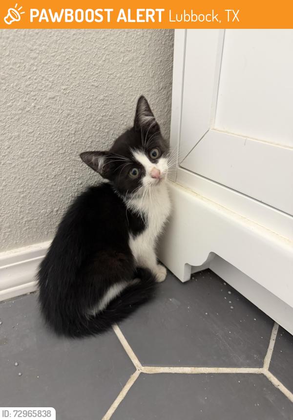 Found/Stray Female Cat last seen 26th St and Memphis, Lubbock, TX 79410