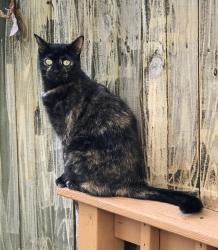 Lost Female Cat last seen Ferrell PKWY & Indian Lakes BLVD, Virginia Beach, VA 23464