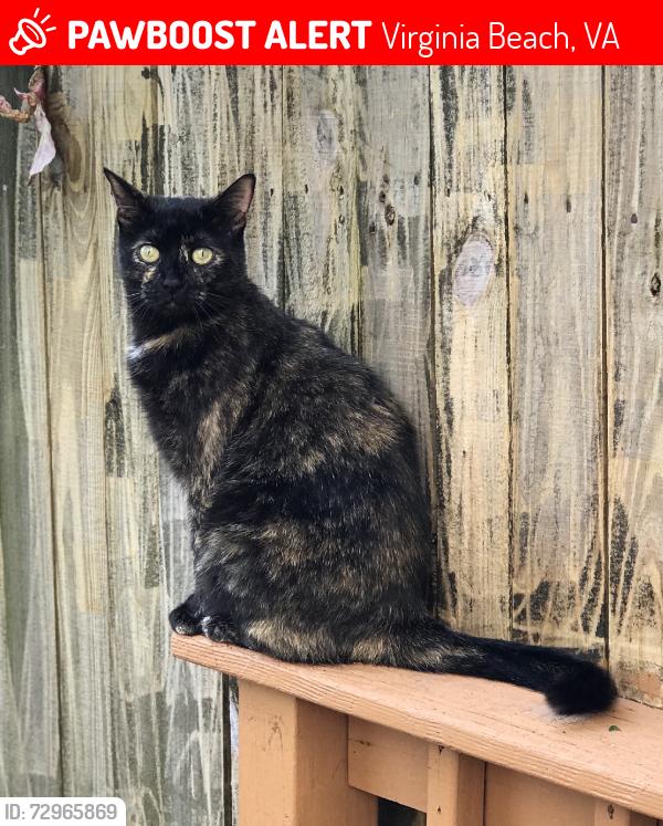 Lost Female Cat last seen Ferrell PKWY & Indian Lakes BLVD, Virginia Beach, VA 23464