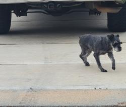 Reunited Female Dog last seen Paisley Harbor ct, Panorama Village, TX 77304