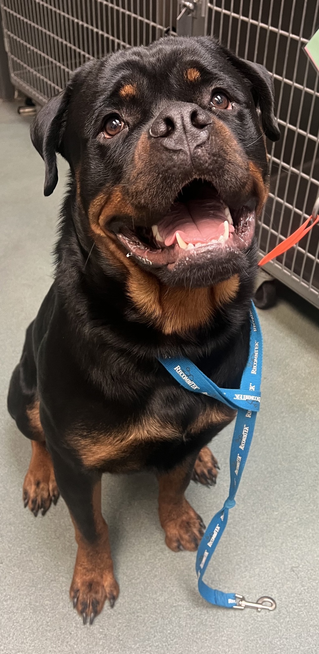 Shelter Stray Male Dog last seen Mitchell Mill Road, WAKE FOREST, NC, 27587, Raleigh, NC 27610