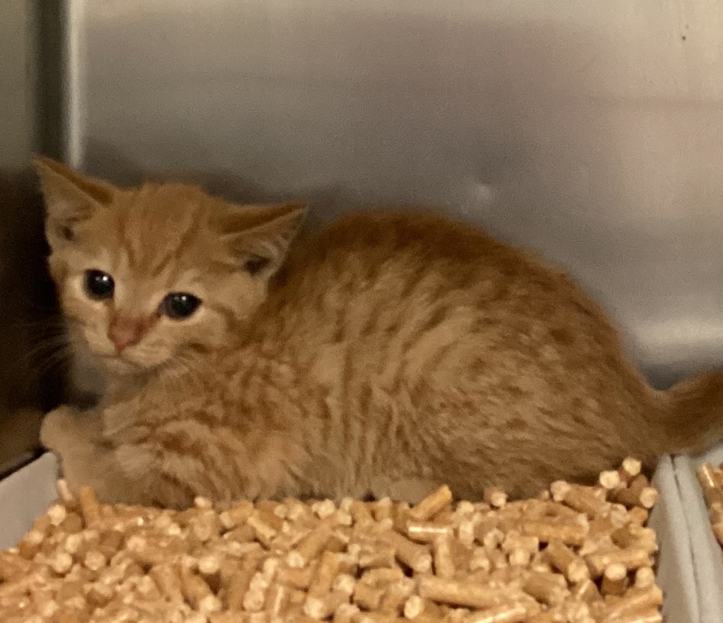 Shelter Stray Female Cat last seen NC, Raleigh, NC 27610