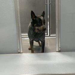 Shelter Stray Male Dog last seen Near Indianola Avenue, DES MOINES, IA, 50320, Des Moines, IA 50313