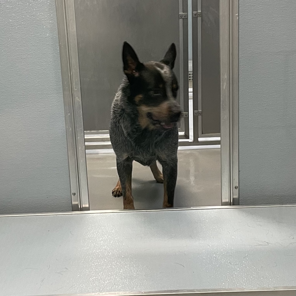 Shelter Stray Male Dog last seen Near Indianola Avenue, DES MOINES, IA, 50320, Des Moines, IA 50313