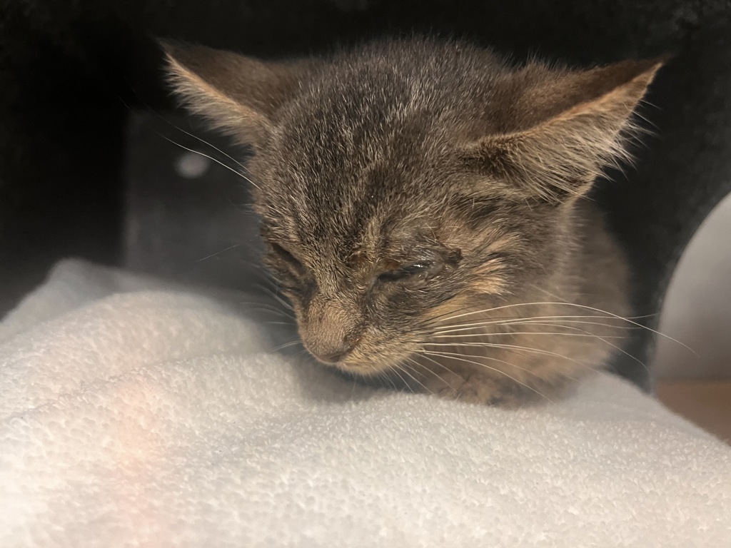 Shelter Stray Female Cat last seen left in front of MACC, NEW YORK, NY, 10029, New York, NY 10029