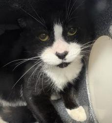 Shelter Stray Male Cat last seen Near Crotona Parkway, BRONX, NY, 10460, New York, NY 10029