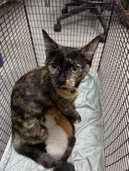 Shelter Stray Female Cat last seen Near Airport Boulevard, AUSTIN, TX, 78751, Austin, TX 78702