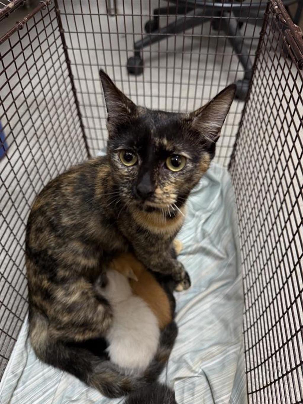 Shelter Stray Female Cat last seen Near Airport Boulevard, AUSTIN, TX, 78751, Austin, TX 78702