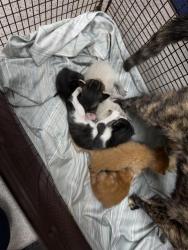 Shelter Stray Unknown Cat last seen Near Airport Boulevard, AUSTIN, TX, 78751, Austin, TX 78702