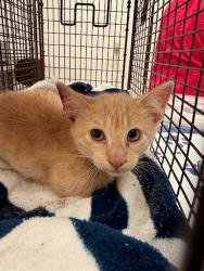 Shelter Stray Unknown Cat last seen Near Levander Loop, AUSTIN, TX, 78702, Austin, TX 78702