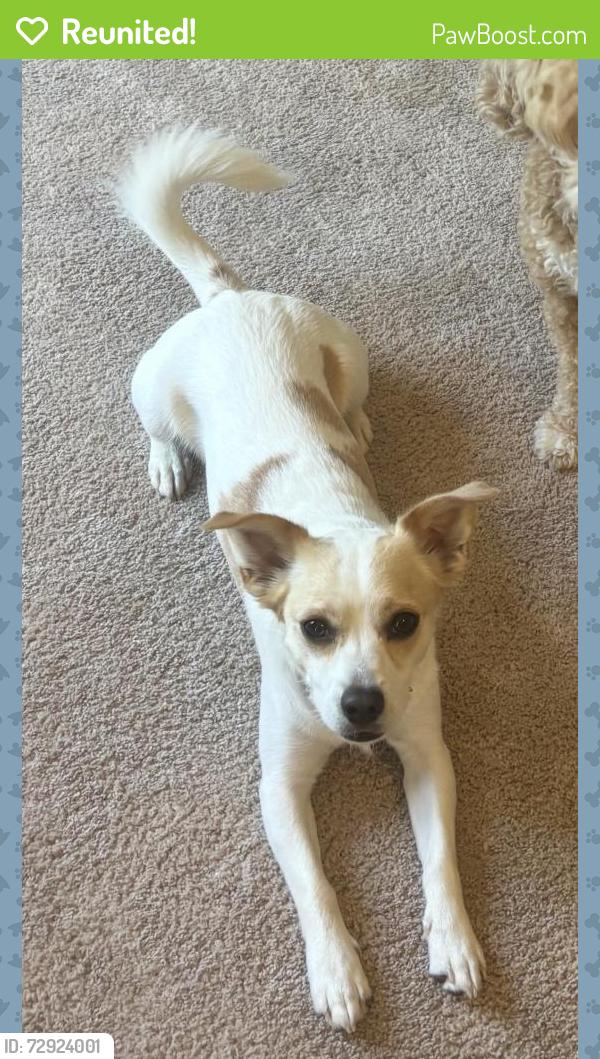 Reunited Male Dog last seen Near Sextons Creek Dr, Raleigh, NC 27614, USA, Raleigh, NC 27614