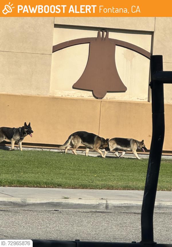 Found/Stray Unknown Dog last seen Beech Elementary , Fontana, CA 92335