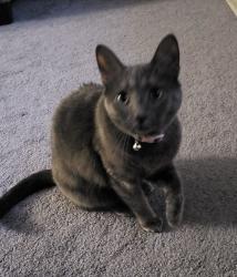 Reunited Female Cat last seen Capitol drive and independence , Hobart, IN 46342