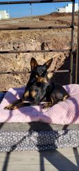 Lost Female Dog last seen Bollero Rd, Corona, CA 92882