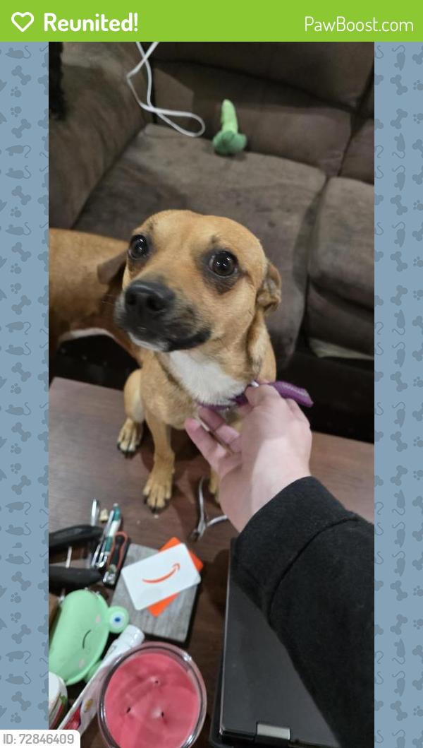 Reunited Male Dog last seen copperoaks and oakwood court, Centerton, AR 72719