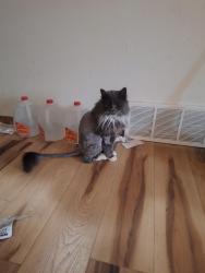 Lost Male Cat last seen Beal and 24th also Babcock and 24th, Bozeman, MT 59718