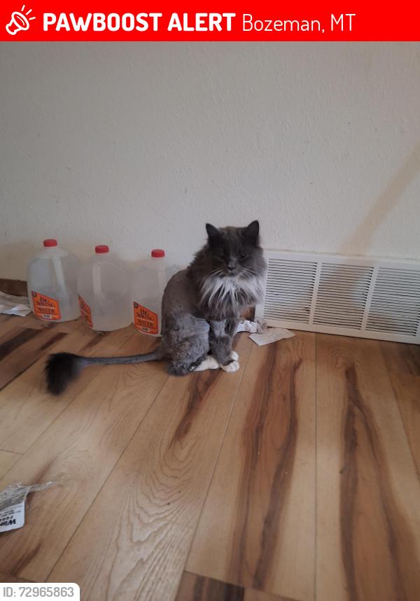 Lost Male Cat last seen Beal and 24th also Babcock and 24th, Bozeman, MT 59718