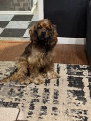 Found/Stray Male Dog last seen MUGGS, Midland, TX 79701