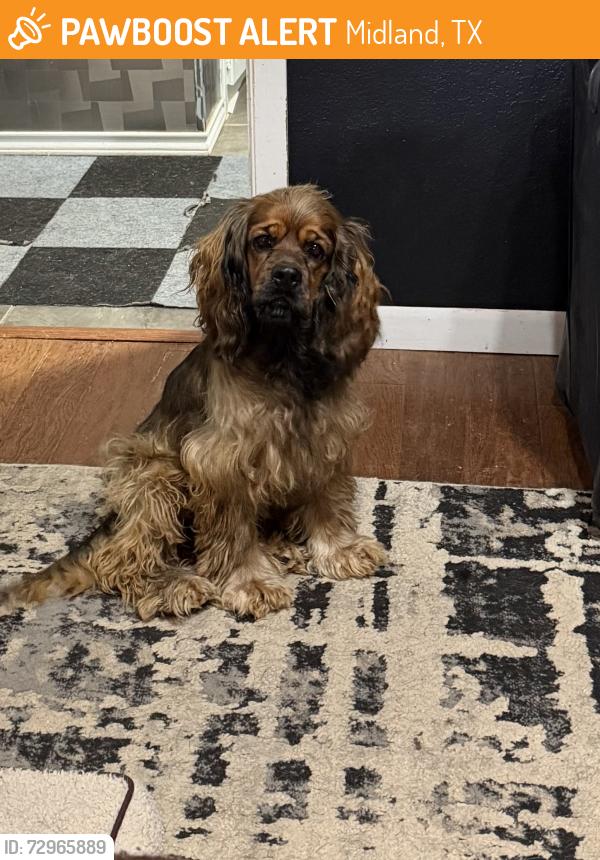 Found/Stray Male Dog last seen MUGGS, Midland, TX 79701