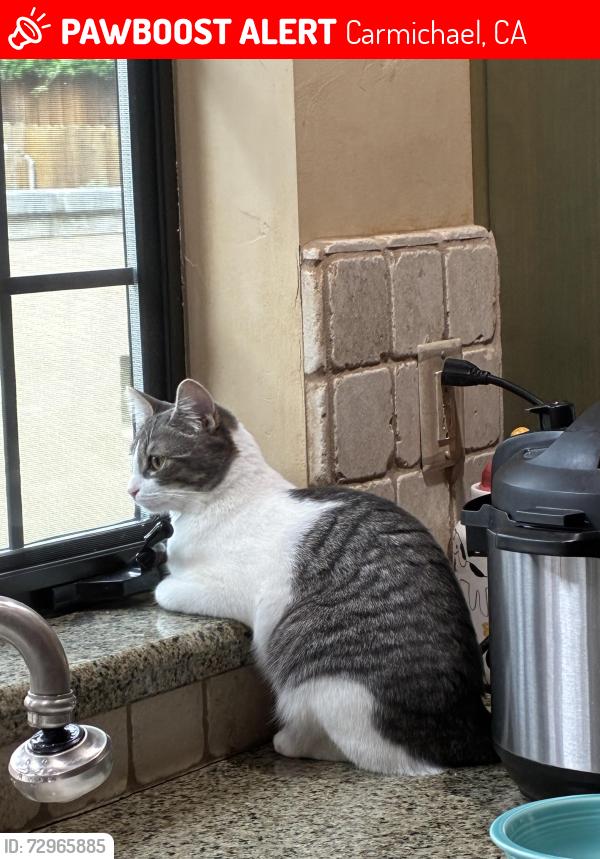 Lost Female Cat last seen Harrington/Kingsford, Carmichael, CA 95608
