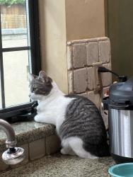 Lost Female Cat last seen Harrington/Kingsford, Carmichael, CA 95608